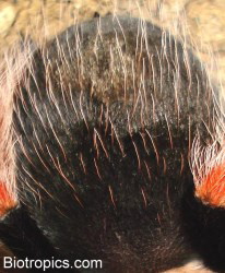 Brachypelma boehmei - Abdomen