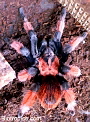 Brachypelma emilia