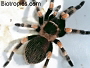 Brachypelma smithi