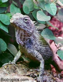 Blutsaugeragame (Calotes versicolor)