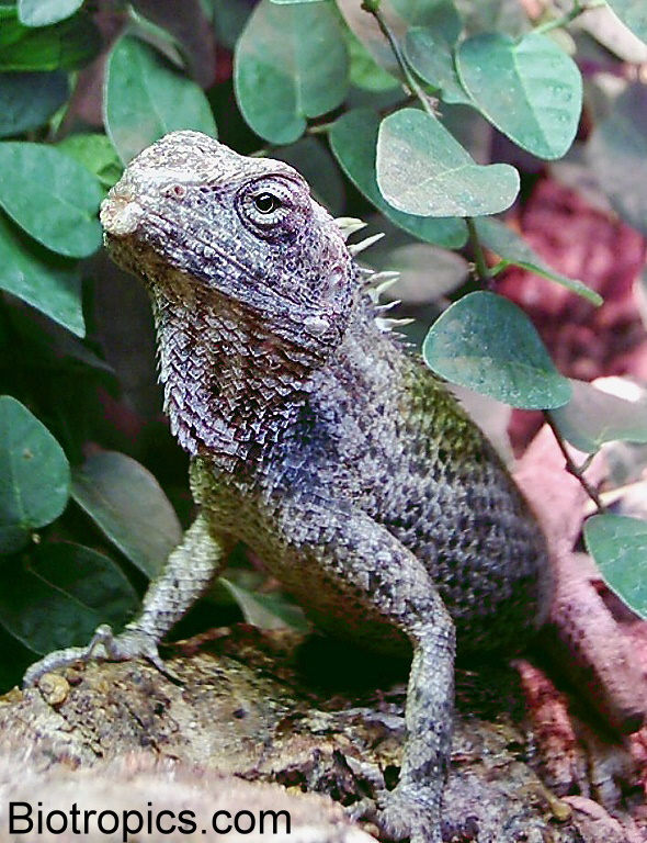 Calotes versicolor Weibchen