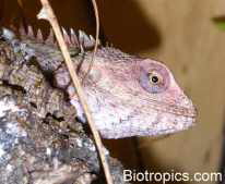Blutsaugeragame (Calotes versicolor)