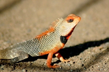 Blutsaugeragame (Calotes versicolor)