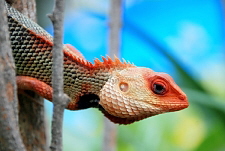 Blutsaugeragame (Calotes versicolor) M�nnchen