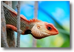 Calotes versicolor