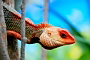 Calotes versicolor