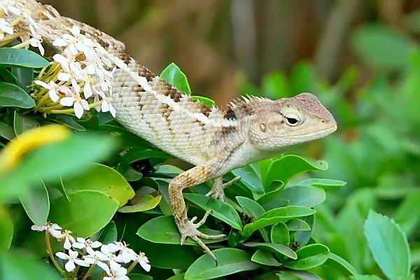 Calotes versicolor