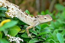 Blutsaugeragame (Calotes versicolor) Weibchen