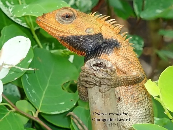 Calotes versicolor nigrigularis