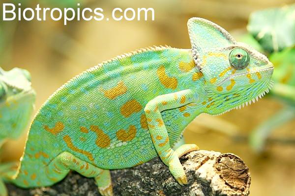 Weibliches Jemencham�leon (Chamaeleo calyptratus)