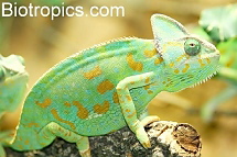 Weiblicher Chamaeleo calyptratus