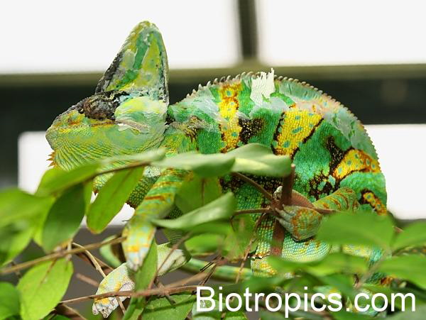 Chamaeleo calyptratus