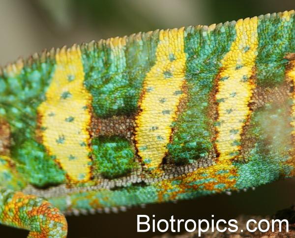 Chamaeleo calyptratus