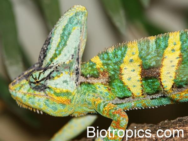 M�nnlicher Chamaeleo calyptratus
