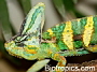 Chamaeleo calyptratus