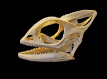 Sch�del des Jemencham�leons (Chamaeleo calyptratus)