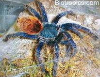 Chromatopelma cyaneopubescens