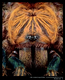 Chromatopelma cyaneopubescens