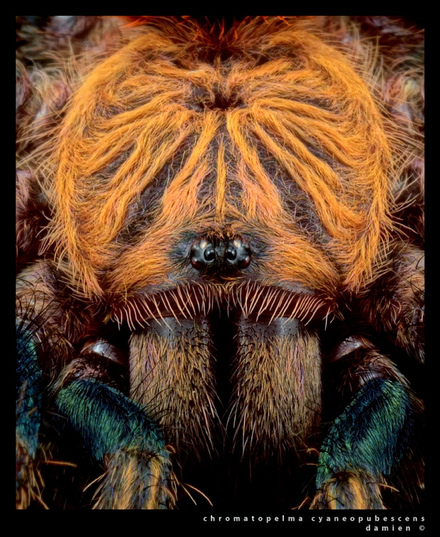 Chromatopelma cyaneopubescens