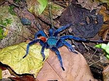 Chromatopelma cyaneopubescens im nat�rlichen Habitat