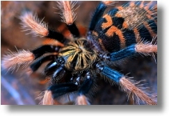 Chromatopelma cyaneopubescens