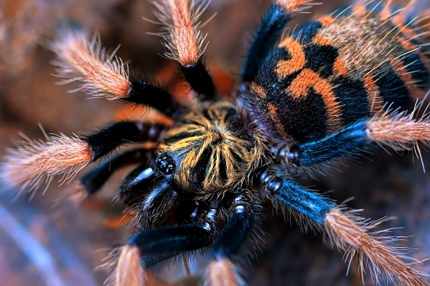 Chromatopelma cyaneopubescens 