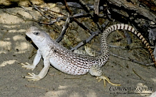 Dipsosaurus dorsalis