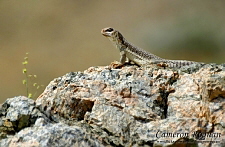 Dipsosaurus dorsalis