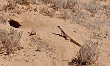 Dipsosaurus dorsalis