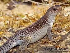 Dipsosaurus dorsalis