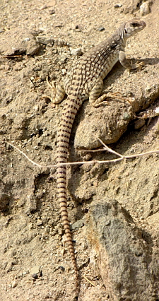 Dipsosaurus dorsalis