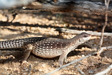 Dipsosaurus dorsalis