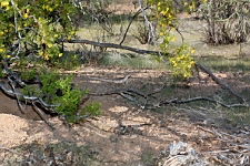 Dipsosaurus dorsalis