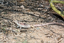 Dipsosaurus dorsalis