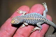 Dipsosaurus dorsalis