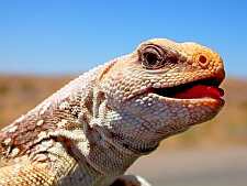 Dipsosaurus dorsalis
