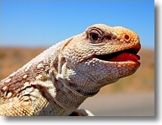 Dipsosaurus dorsalis