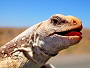 Dipsosaurus dorsalis 