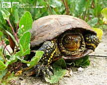Emys orbicularis