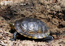 Juvenile Sumpfschildkr�te