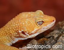 Sunglow Leopardgecko