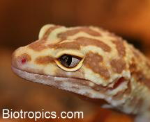 Leopardgecko mit Snake eye