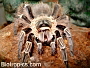 Eupalaestrus campestratus