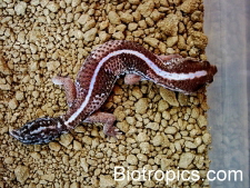 Hemitheconyx caudicinctus