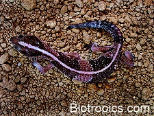 Hemitheconyx caudicinctus
