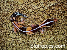 Hemitheconyx caudicinctus