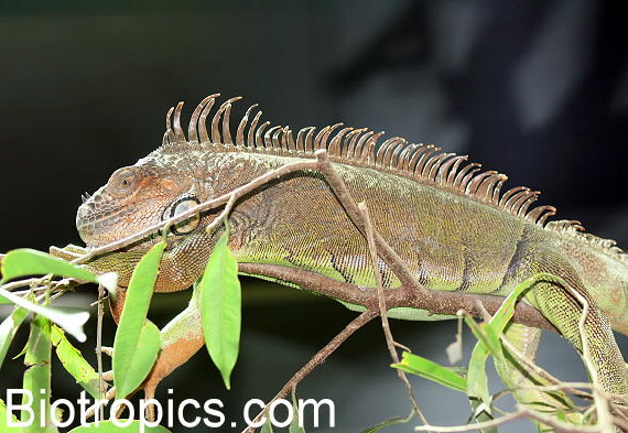 Gr�ner Leguan