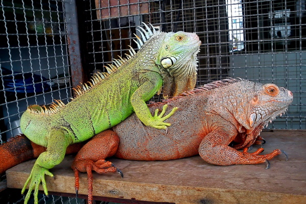 Iguana iguana
