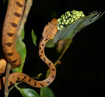 Leptodeira septentrionalis