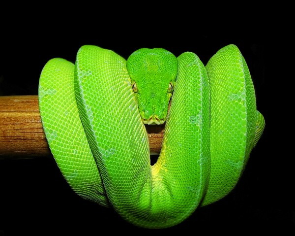 Morelia viridis